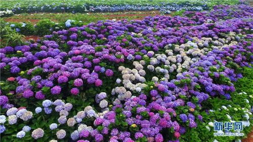 这个夏天里最美丽的花朵,你知道是什么吗
