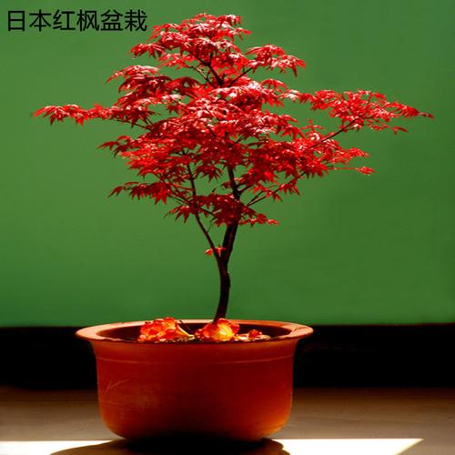 日本红枫苗 美国红枫苗 红枫小苗 花卉植物盆栽 四季种植-图1