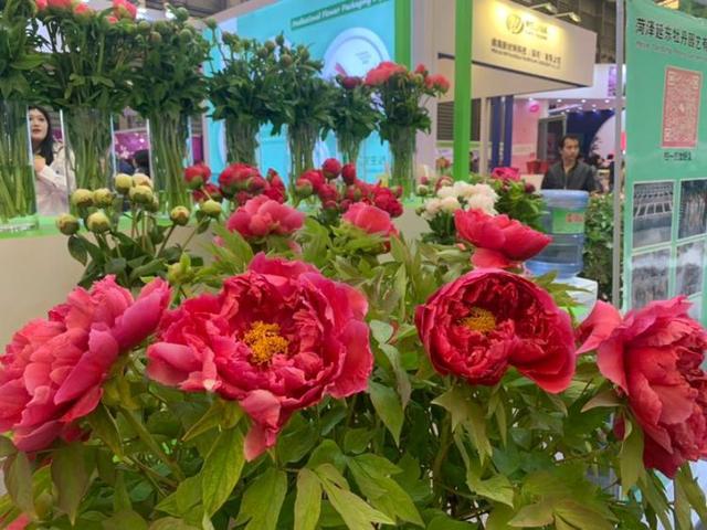 第25届中国国际花卉园艺展览会催热“花经济”