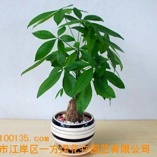 武汉花卉植物租赁(图)