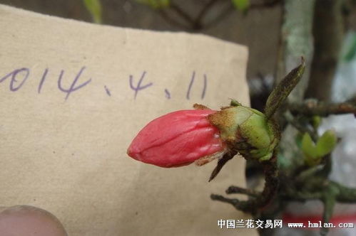 精品树 5 杜鹃带花苞 ,花正开,说明中有花图