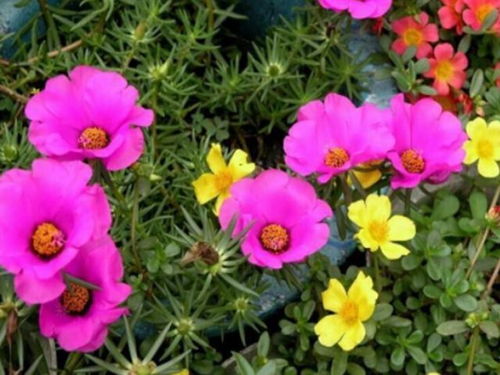 4种花太漂亮了,美丽若玫瑰,四季都开花,室内也能养