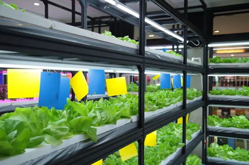 新开张丨农科院水培果蔬 胡同中式下午茶 回 北平 的精品咖啡馆