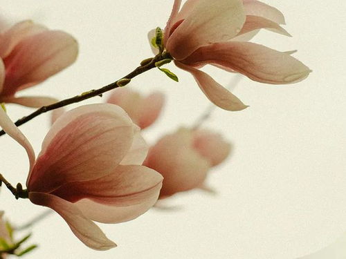 灵感选香 花间集,东方韵 中国十大名花个护香氛推荐