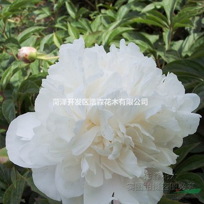 雪山紫玉芍药厂家直销 多年生芍药[雪山紫玉]观赏盆栽花卉