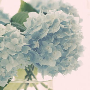 静态植物花卉欣赏 440p 待续 powered phpwind