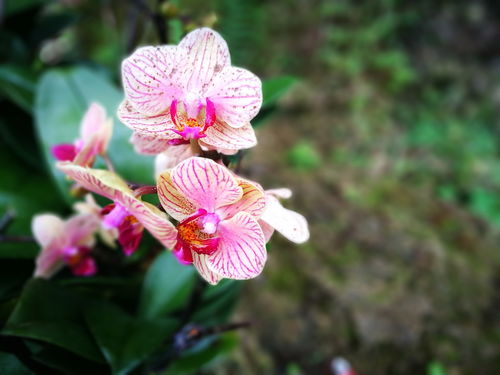 南宁青秀山花卉 南国