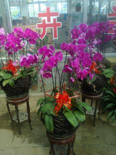 青州蝴蝶兰供应基地山东蝴蝶兰批发价格花卉_农副产品_世界工厂网中国产品信息库