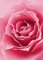 日照市花卉公司批发_花卉公司供应_花卉公司厂家 - 