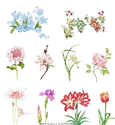手绘鲜花免抠图,高清图 设计图 矢量 花卉 海报-