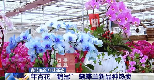 从 年宵花 春运地图里感受年味渐浓 鲜花经济 欣欣向荣