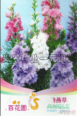 【菜菜芽百花园飞燕草花卉种子家庭园艺阳台绿植盆栽四季种植植物花籽】 - 产品库