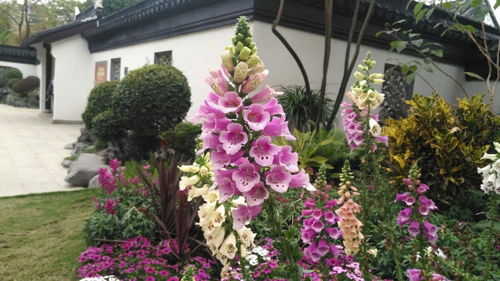 花卉公园随拍