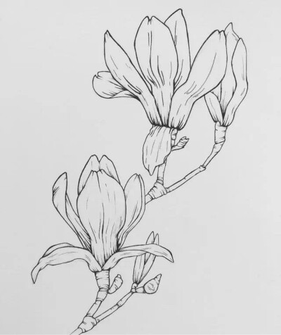 白描花卉