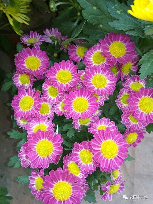 花卉 暖阳 笑脸