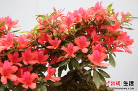 中新网高清图 第二届井冈山国际杜鹃花节精品花卉展 6