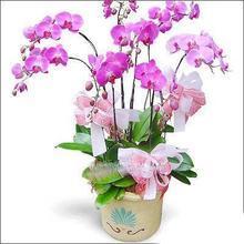 【兰花鲜花盆栽】最新最全兰花鲜花盆栽 产品参考信息