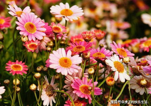 喜欢菊花,不如养盆 精品荷花 夺目,红艳如牡丹,清新优雅