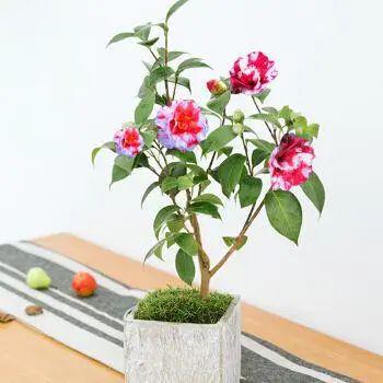 家里养这2种花,盆越小 花越多 ,个个都是 精品