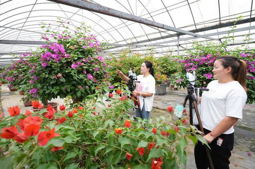 全国瞩目 第十届沭阳花木节今日盛大开幕