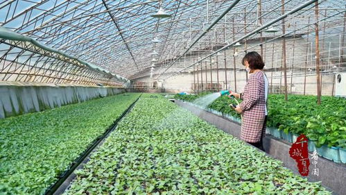 千城百县看中国 山东广饶 工厂化育苗 助推农业产业化