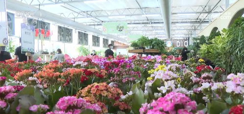 全国种苗花卉年产值超5000亿元 美丽 经济绽放勃勃生机