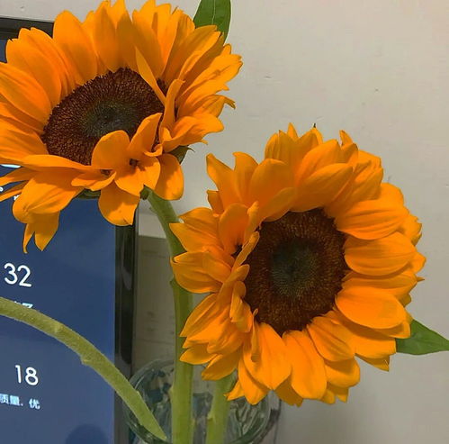花卉背景图 人间如此,欢喜是你