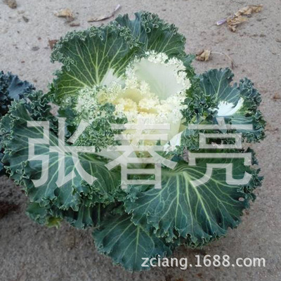 【最新产品 耐寒羽衣甘蓝 观叶冬季草花【图】】价格,厂家,图片,其他园艺花卉,张春亮-