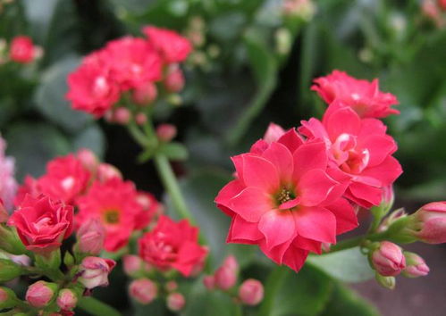 50种常见花卉养护方法