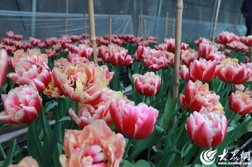菏泽催花 家族 添新丁 4万余支催花郁金香上市