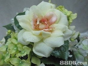 macherry global company limited提供各式各样的花卉, 人造花, 圣诞花卉等植物产品