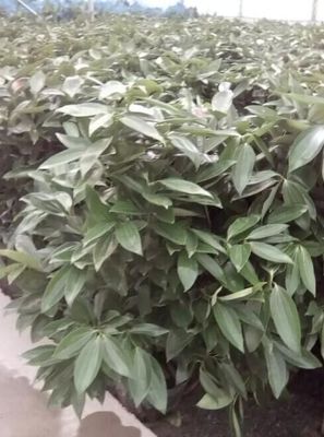 平安树厂家/安阳艺海源花卉图片|平安树厂家/安阳艺海源花卉产品图片由安阳艺海源花卉批发公司生产提供-
