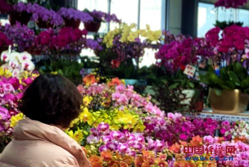 花卉市场年味浓 年宵花经济火出圈