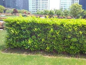 图 别墅庭院私家花园阳台绿化设计,小区厂房草皮种植养护 上海鲜花绿植