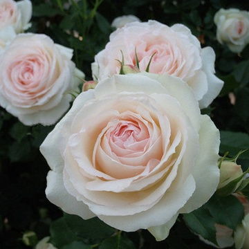花语