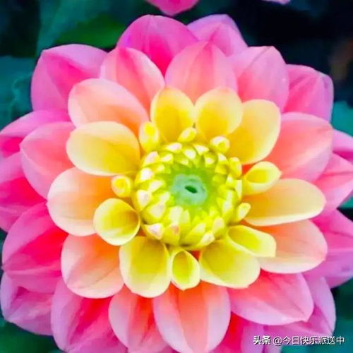 分享图片 精品大丽花.花娇色艳.花开双色.争奇斗艳