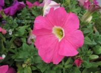 【山东草花、青州草花、草花基地】丽颖花卉[供应]_花卉_世界工厂网中国产品信息库