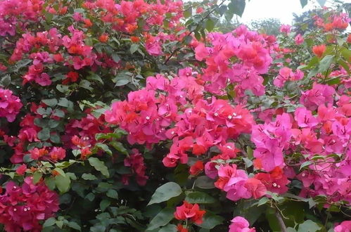 花卉养护 冬季花卉养护指南,安全越冬并不难