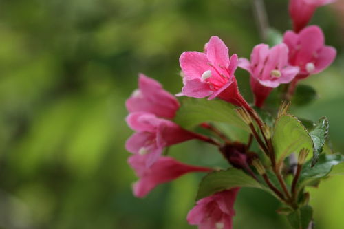 花卉 锦带花