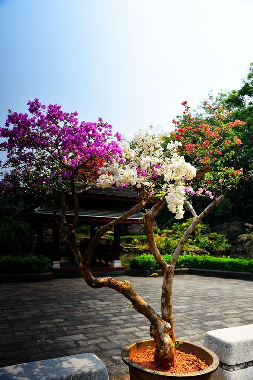 西双版纳热带花卉植物园