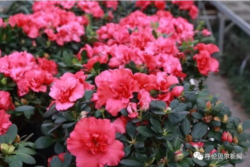 新春走基层 休闲赏花过大年 花卉游览人气旺