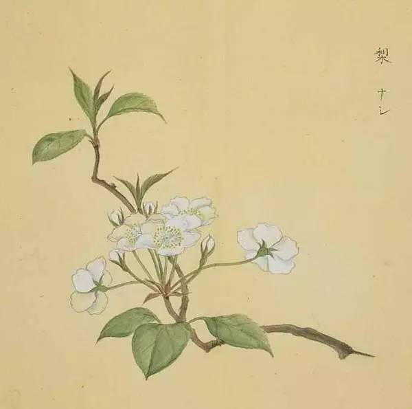 工笔花卉植物图谱精品