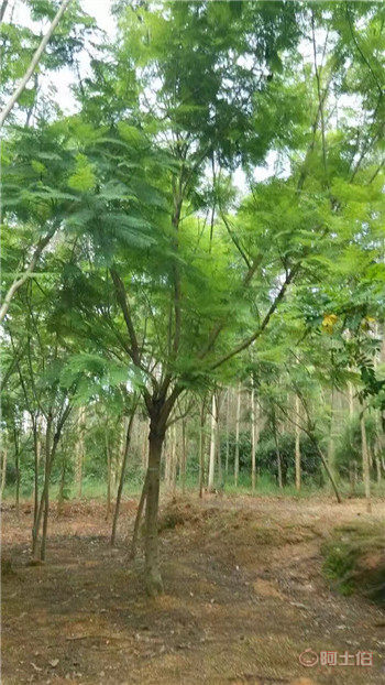 【四川蓝花楹开花基地直销,漳州蓝花楹基地供应价格】绿化苗木,价格,厂家,供应商,花木,漳浦县闽龙花卉种植园 - 产品库