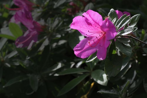 花卉 杜鹃花