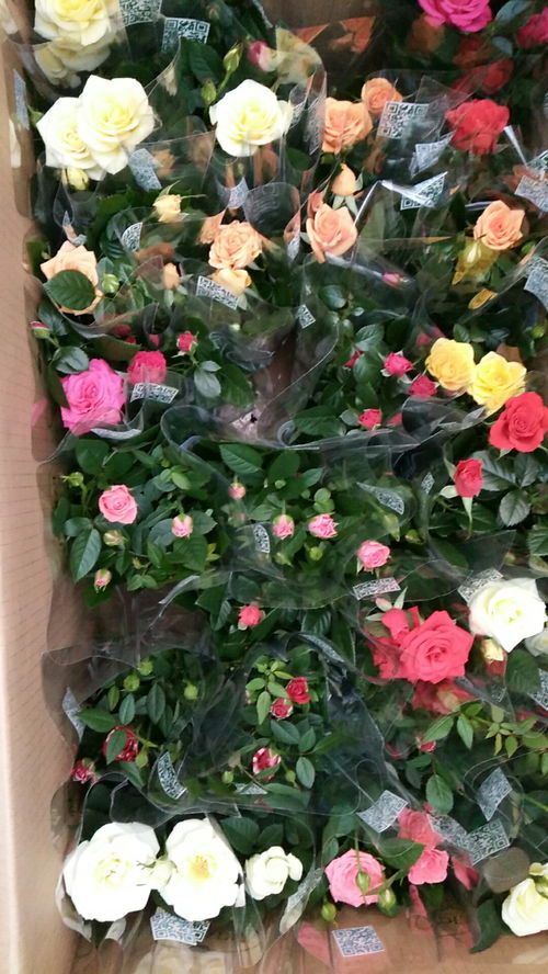 安国馨香花卉基地