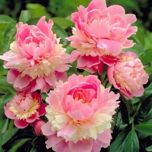 四季开花重瓣芍药花根块牡丹花苗浓香型花卉盆栽室内阳台庭院植物