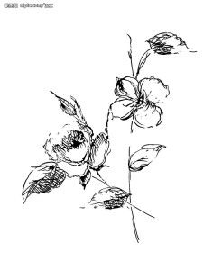 花舞世间