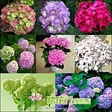 绣球花种子品牌专卖_绣球花种子专卖店_绣球花种子网上商城