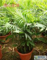 .7M夏威夷椰子,抢购批发中[供应]_花卉_世界工厂网中国产品信息库