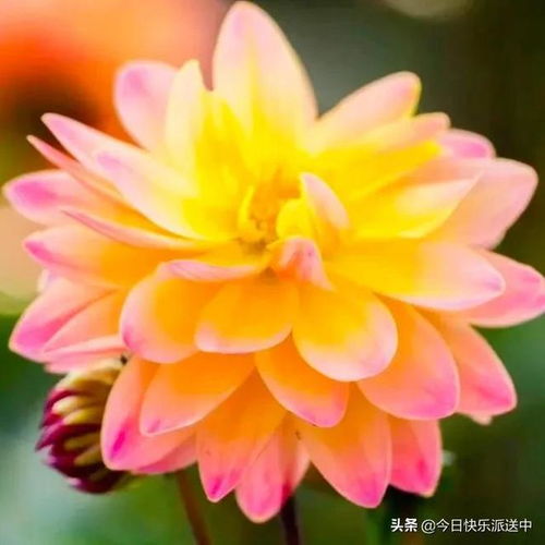 分享图片 精品大丽花.花娇色艳.花开双色.争奇斗艳